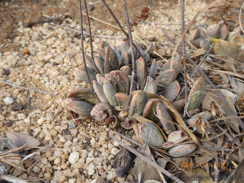 Adromischus umbraticola photo 4