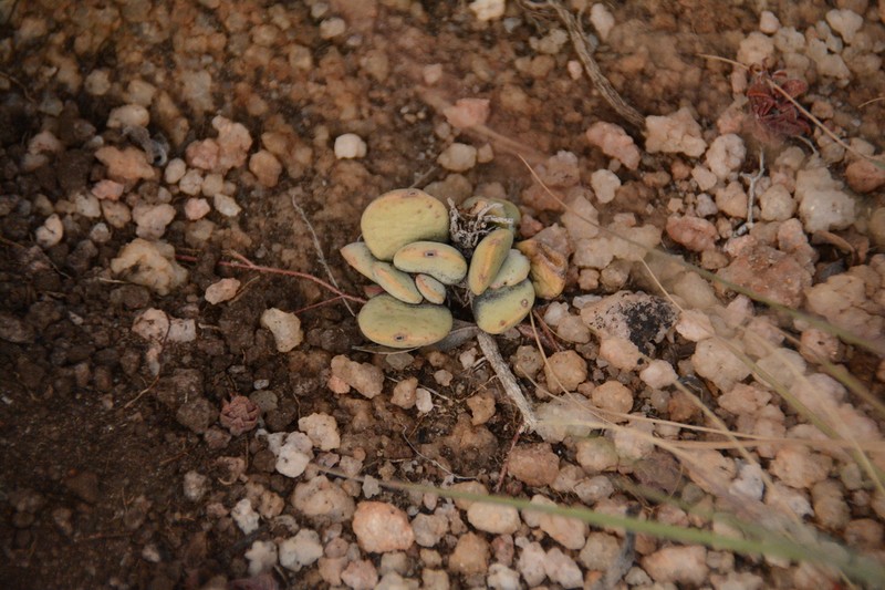 Adromischus umbraticola photo 5