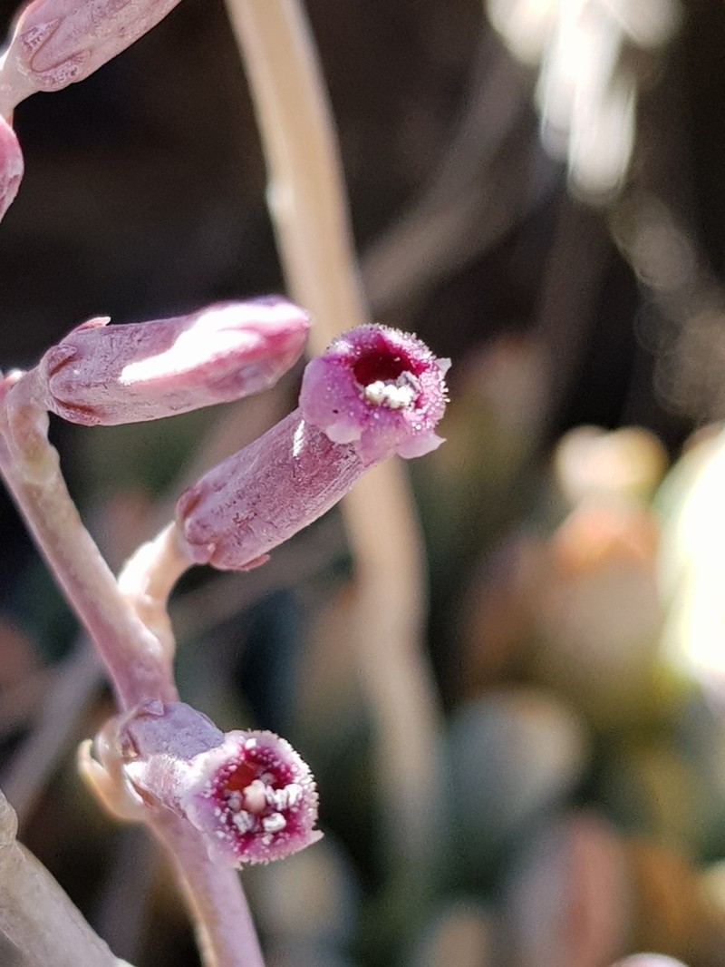 Adromischus umbraticola photo 6