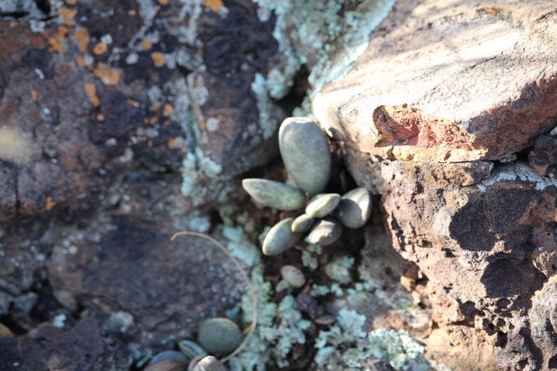Adromischus umbraticola photo 8