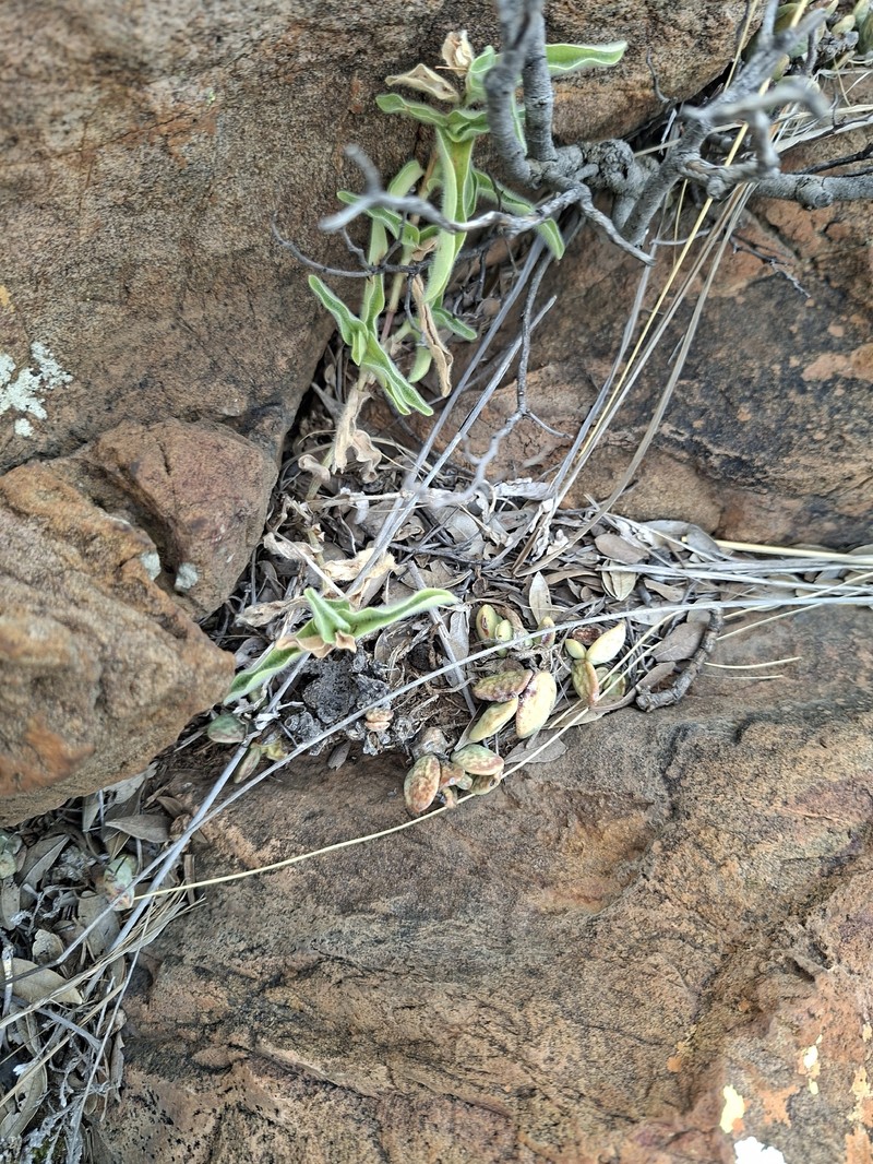 Adromischus umbraticola subsp. umbraticola