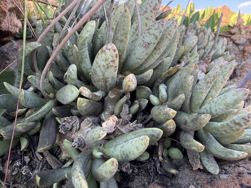 Adromischus umbraticola subsp. umbraticola photo 2