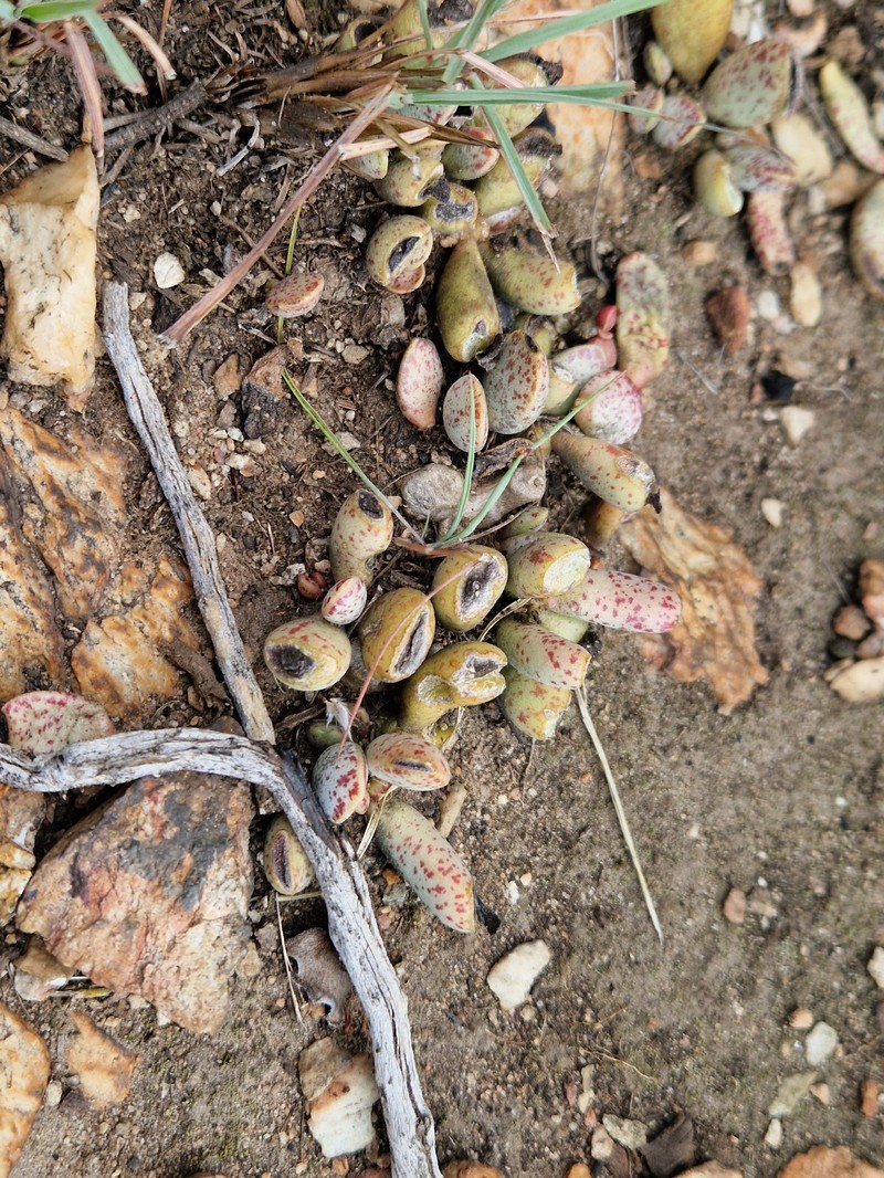Adromischus umbraticola subsp. umbraticola photo 3