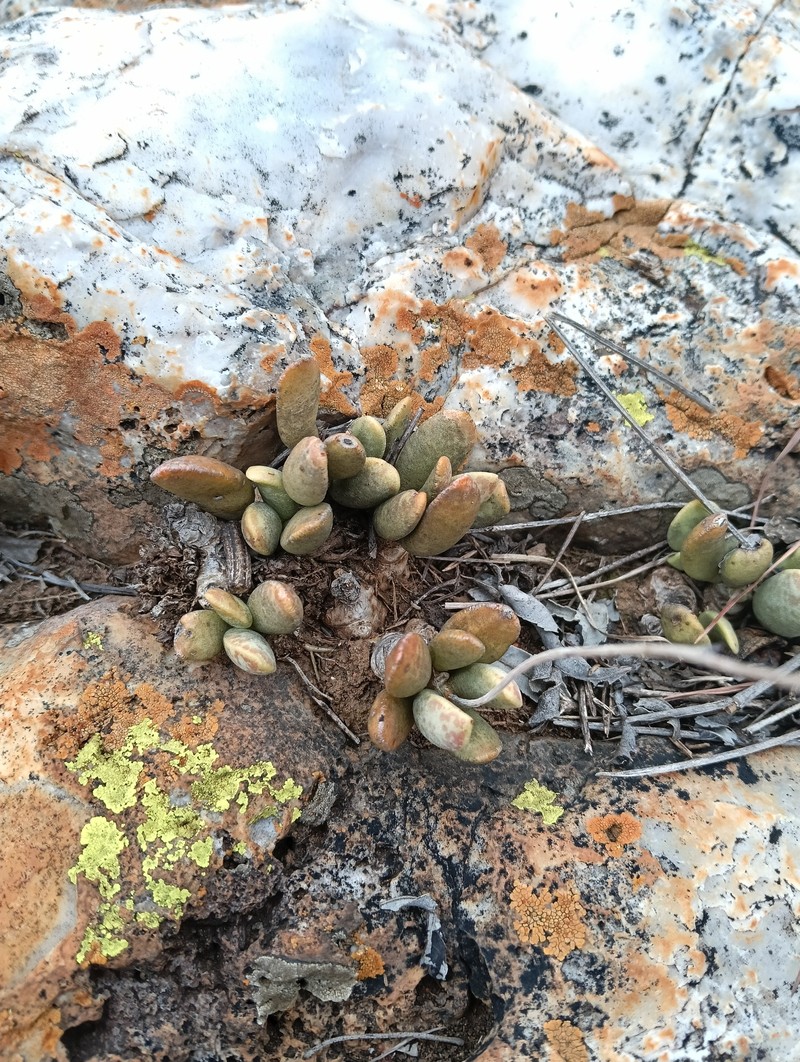 Adromischus umbraticola subsp. umbraticola photo 4