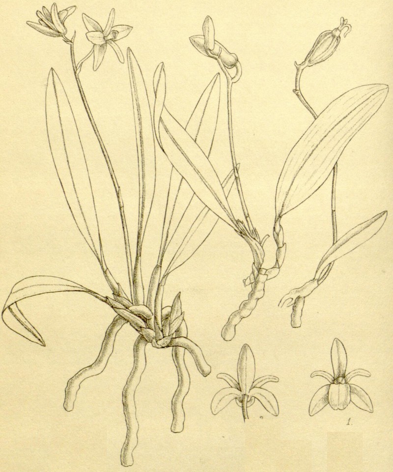 Adrorhizon purpurascens