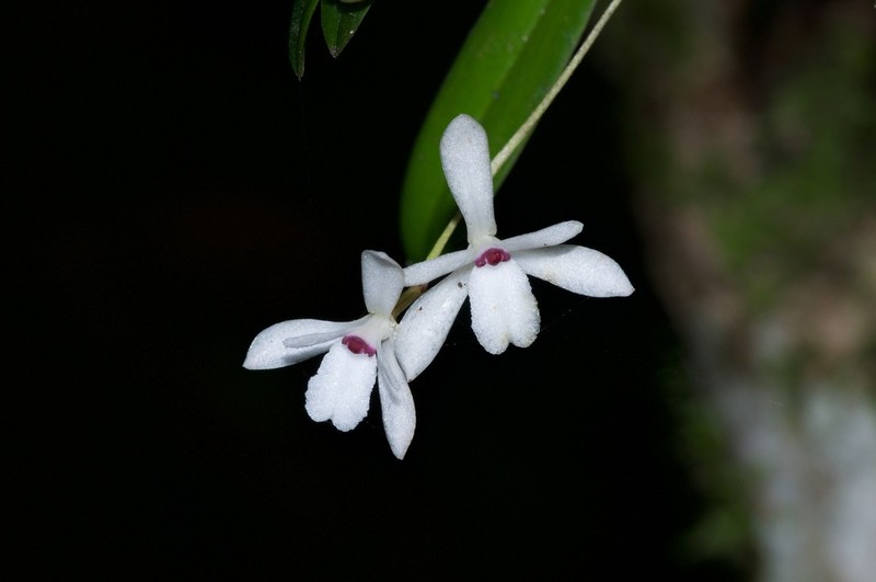 Adrorhizon purpurascens photo 2