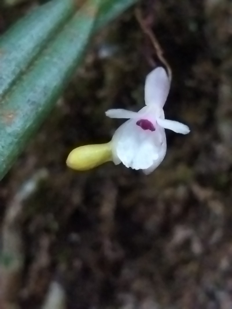 Adrorhizon purpurascens photo 4