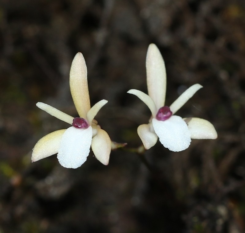 Adrorhizon purpurascens photo 7