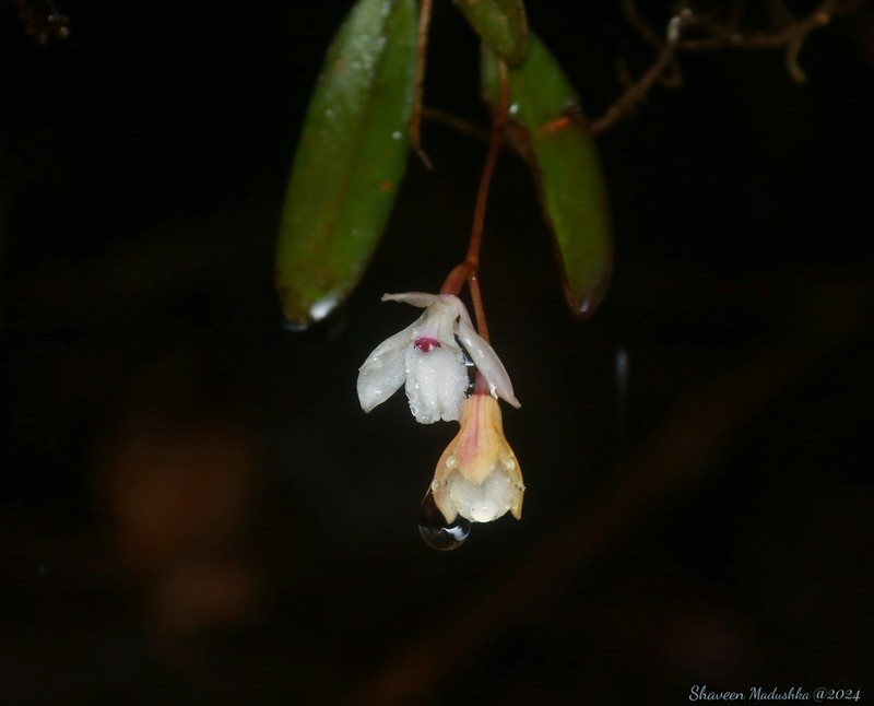 Adrorhizon purpurascens photo 8