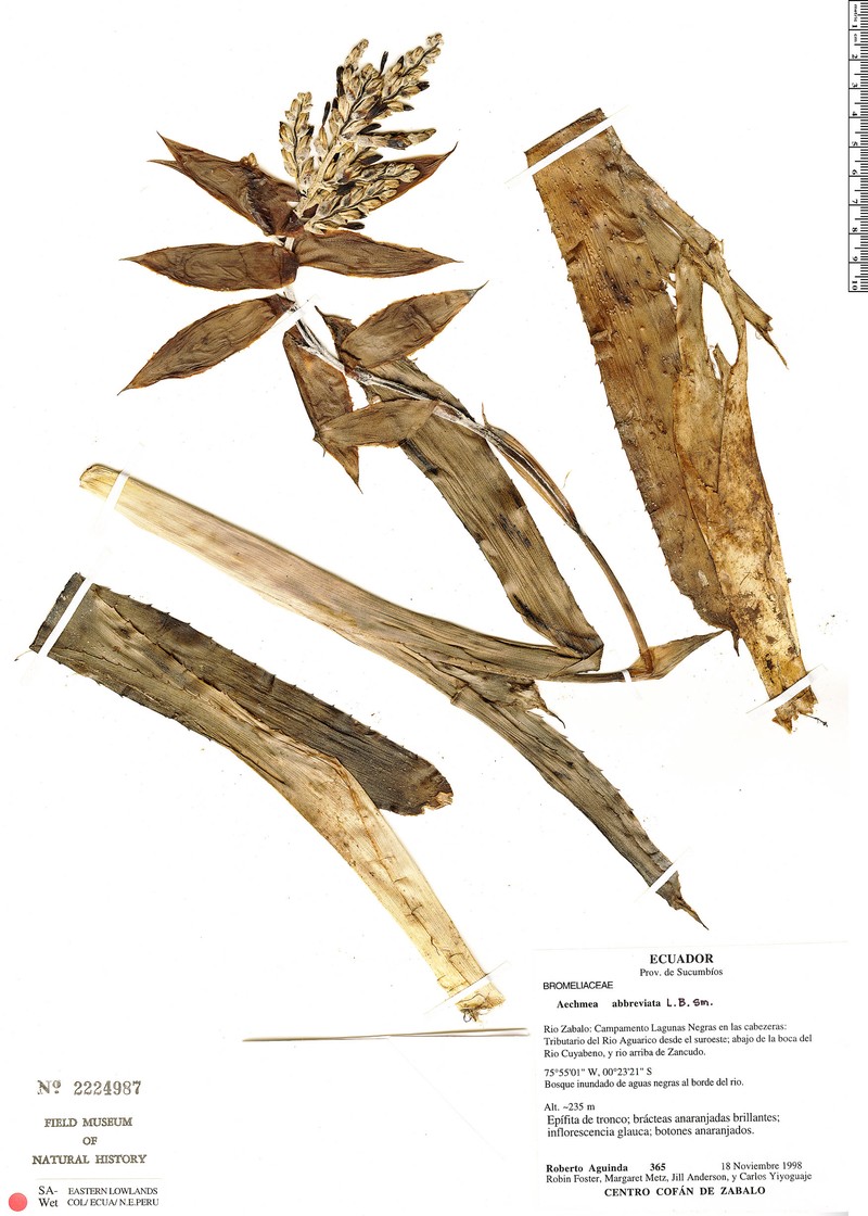 Aechmea abbreviata photo 4