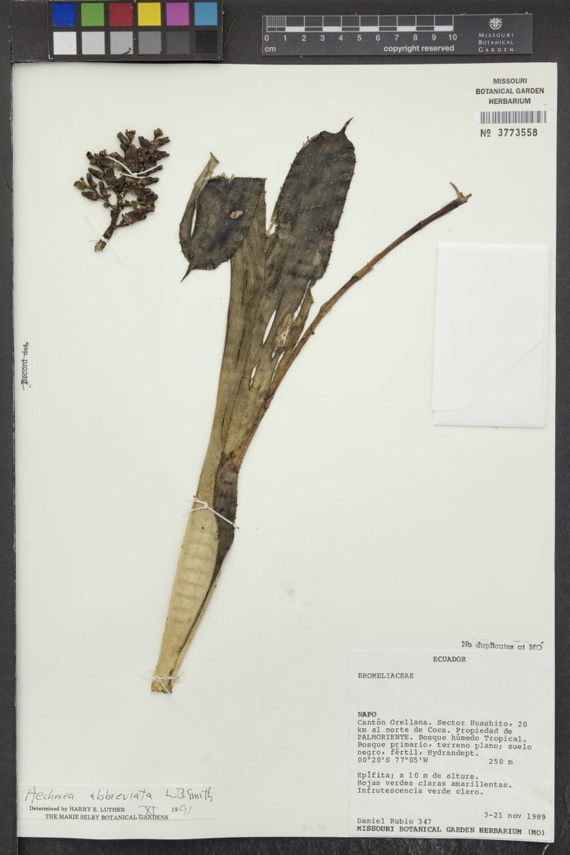 Aechmea abbreviata photo 5
