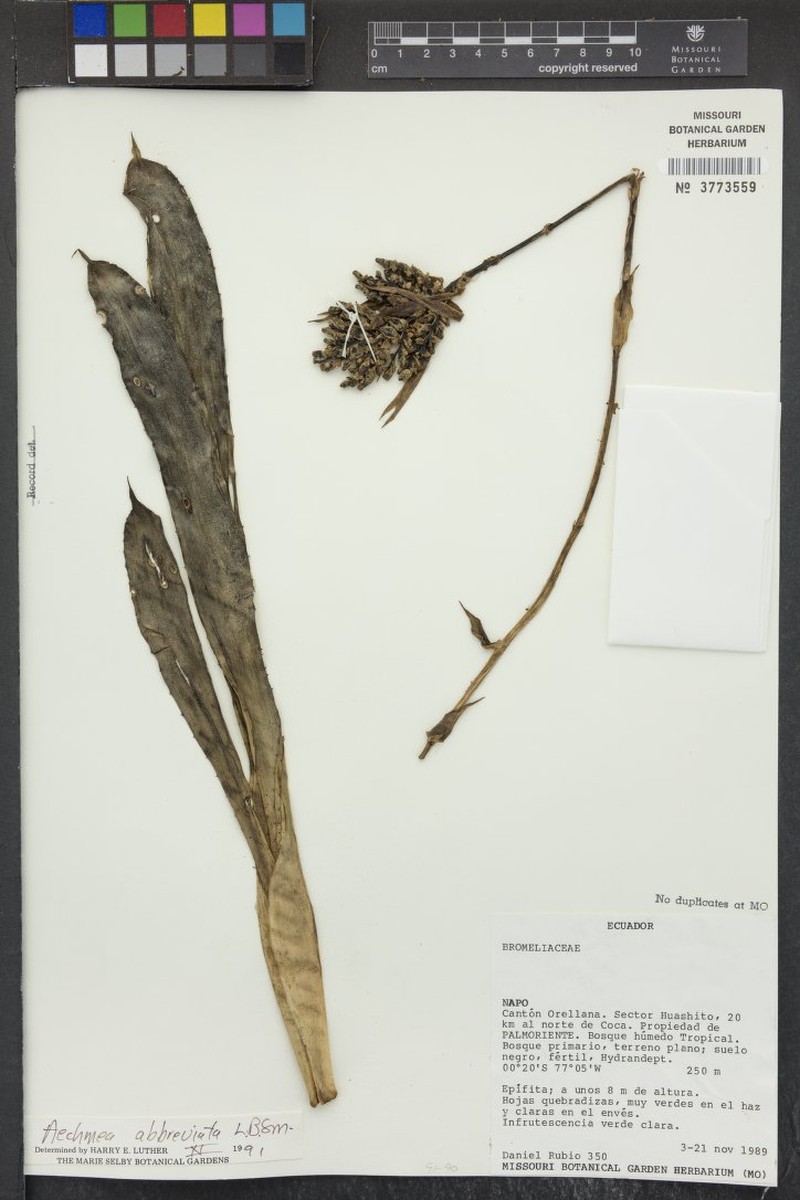 Aechmea abbreviata photo 6