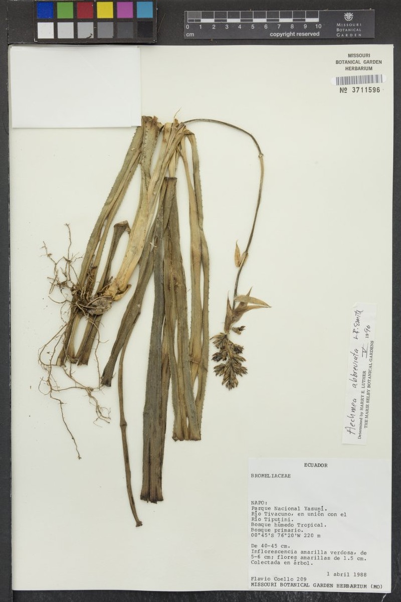 Aechmea abbreviata photo 7