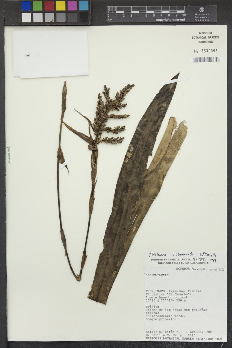 Aechmea abbreviata photo 8