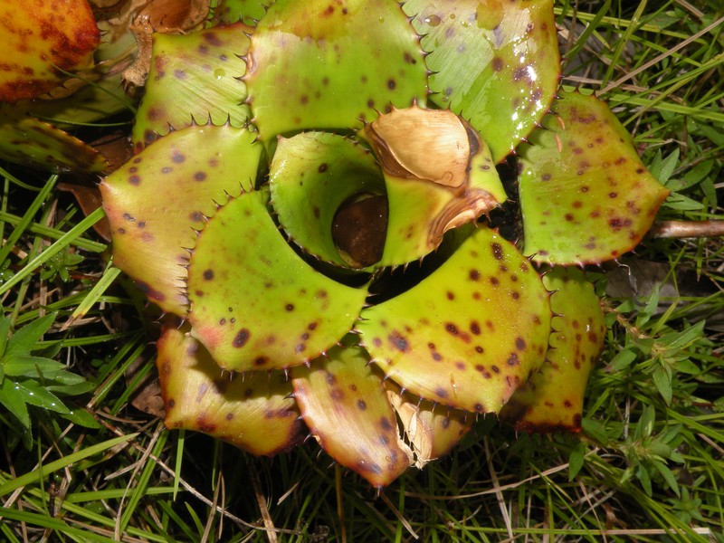 Aechmea aculeatosepala photo 2