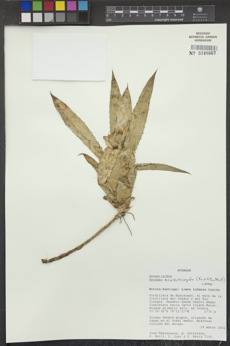Aechmea aculeatosepala photo 4
