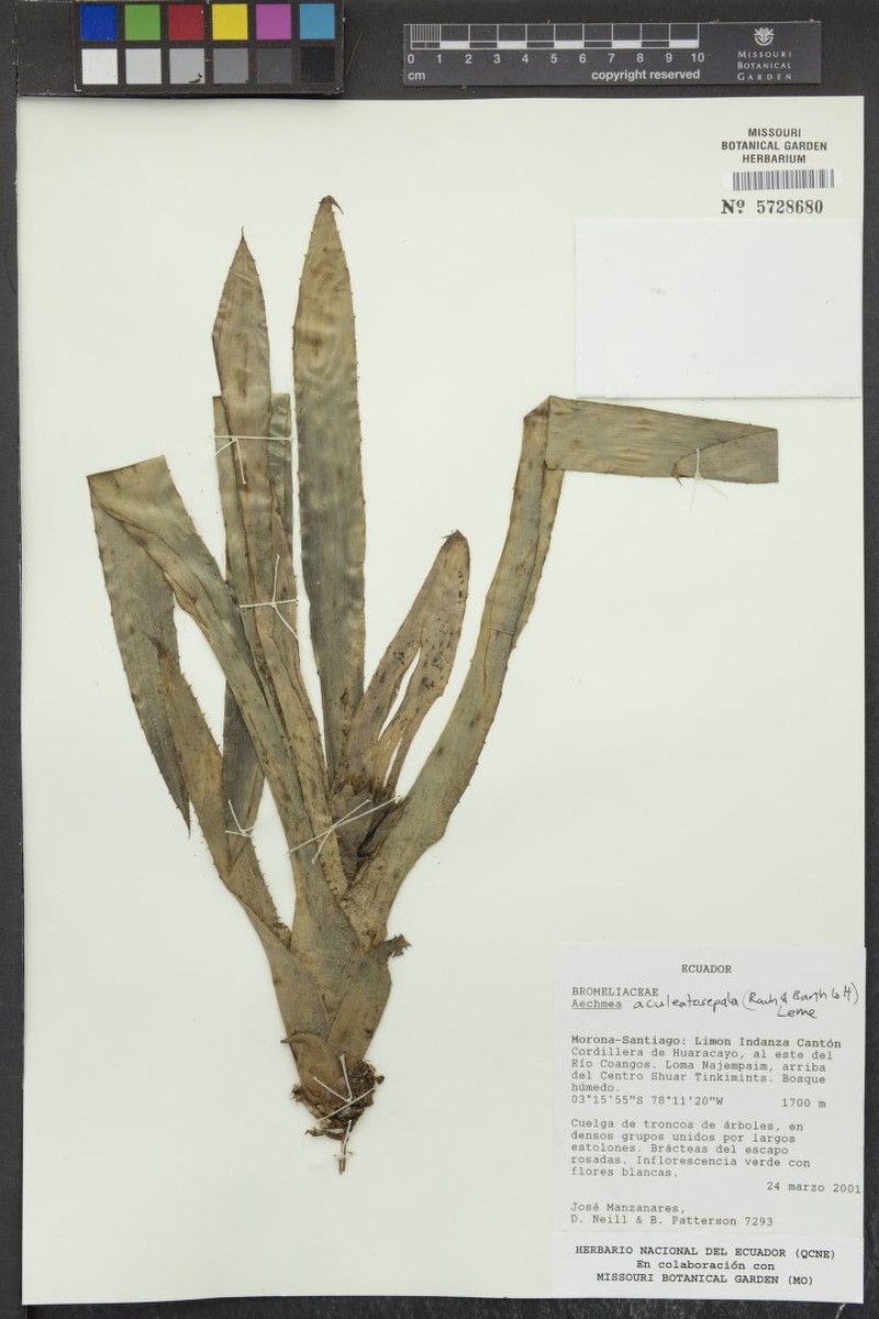 Aechmea aculeatosepala photo 7
