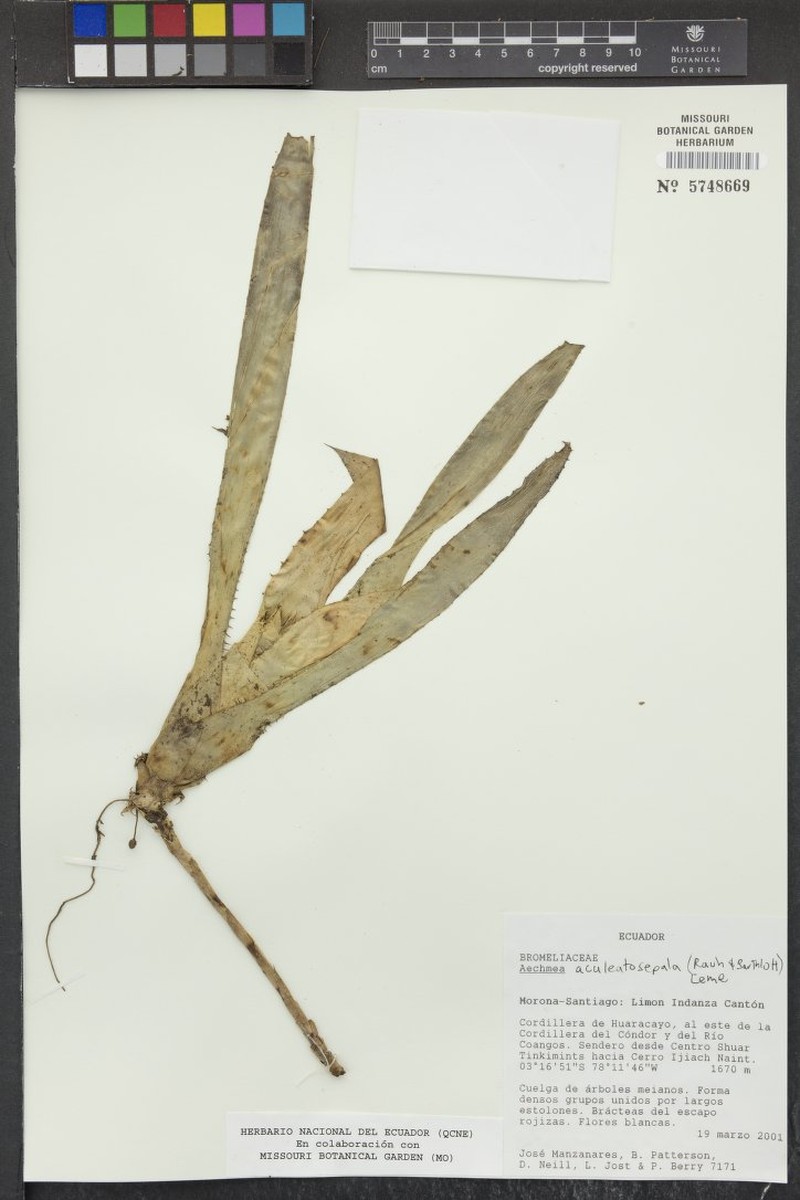 Aechmea aculeatosepala photo 8