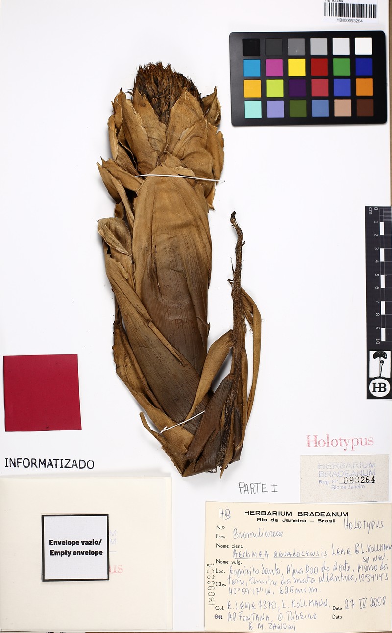 Aechmea aguadocensis