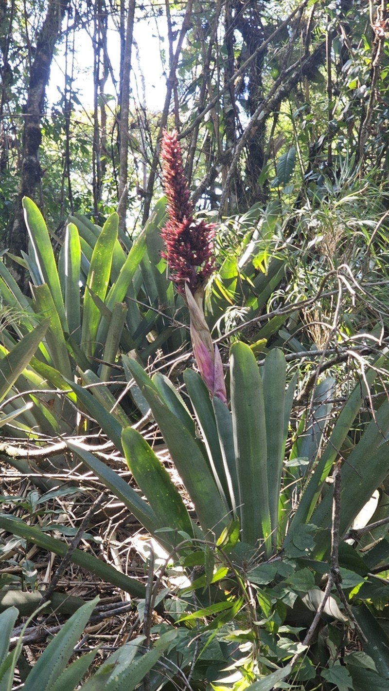 Aechmea aiuruocensis