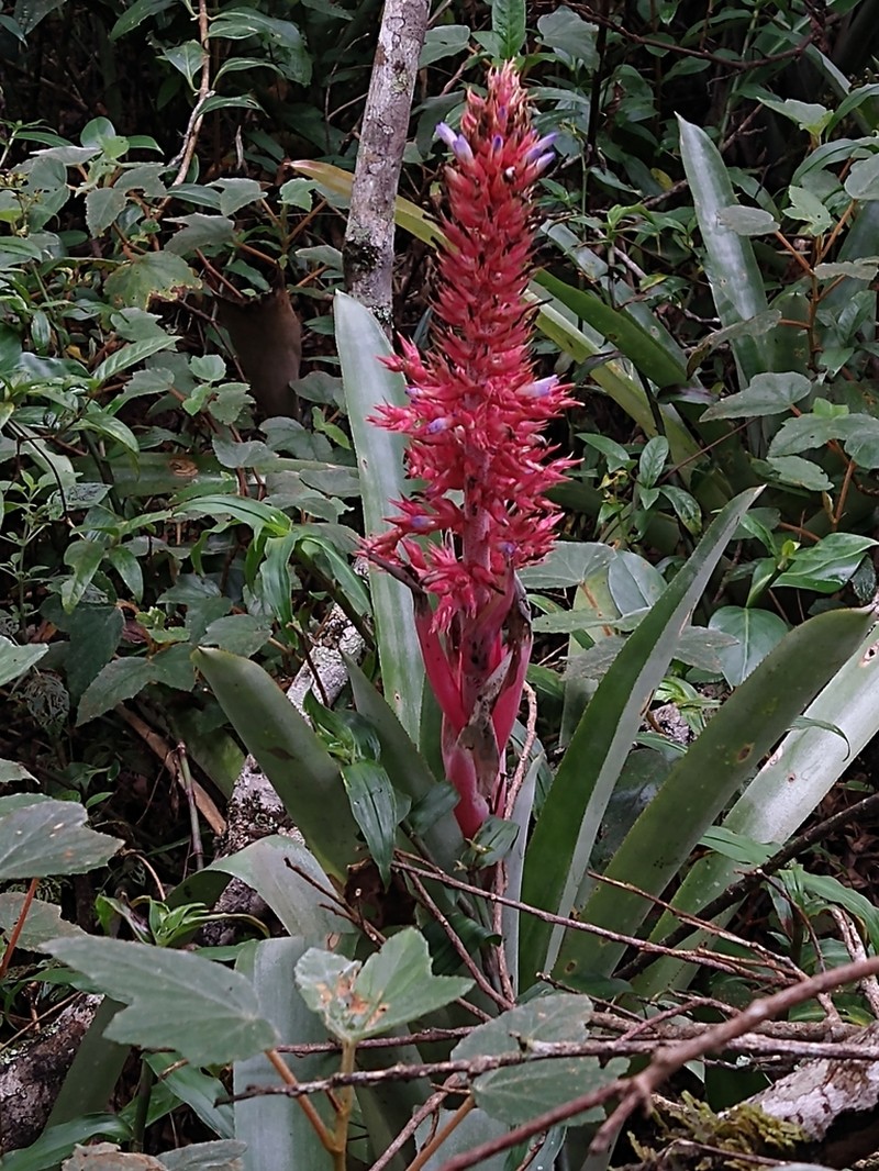 Aechmea aiuruocensis photo 2