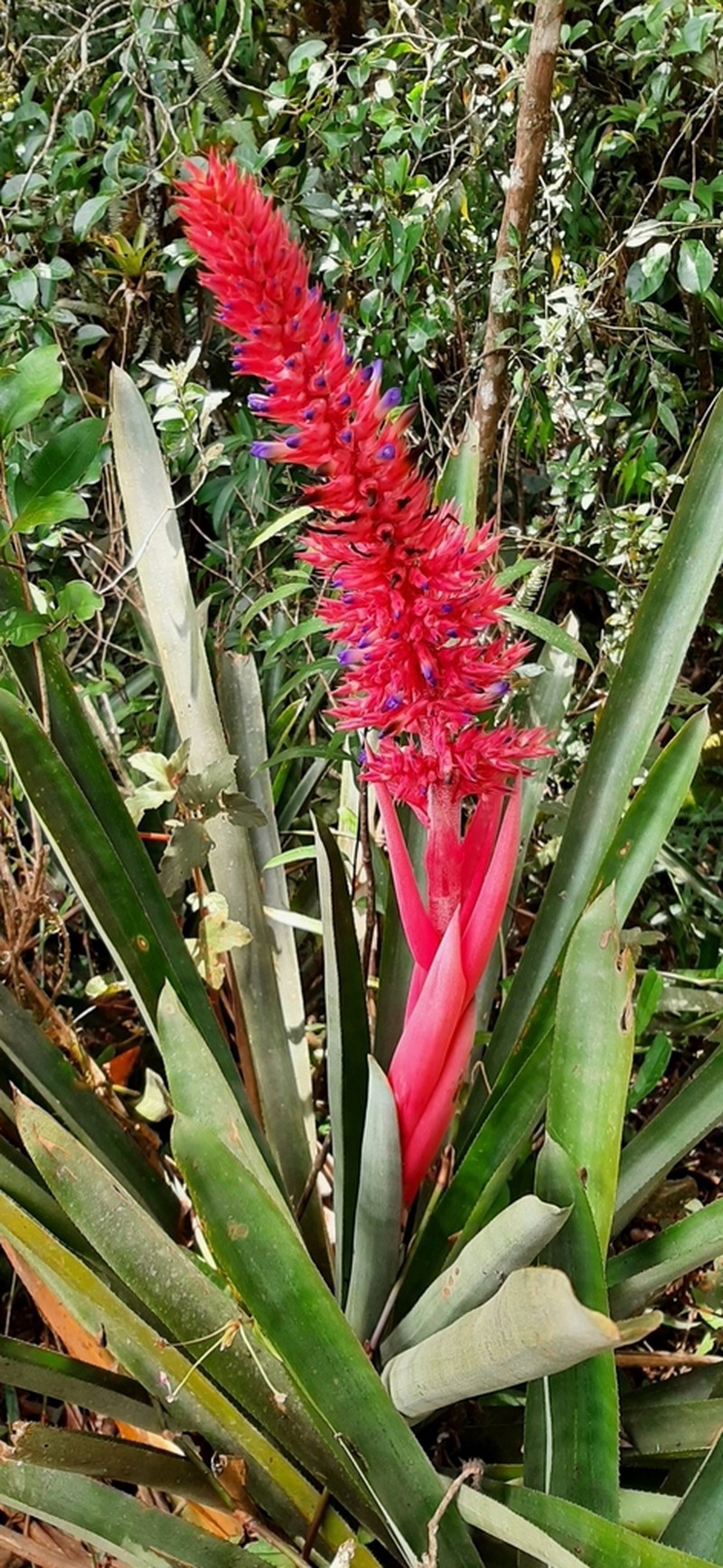 Aechmea aiuruocensis photo 3