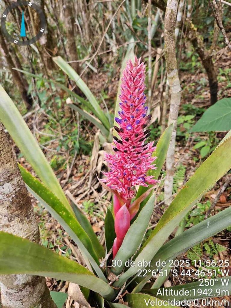 Aechmea aiuruocensis photo 4