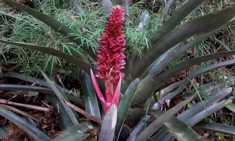 Aechmea aiuruocensis photo 5