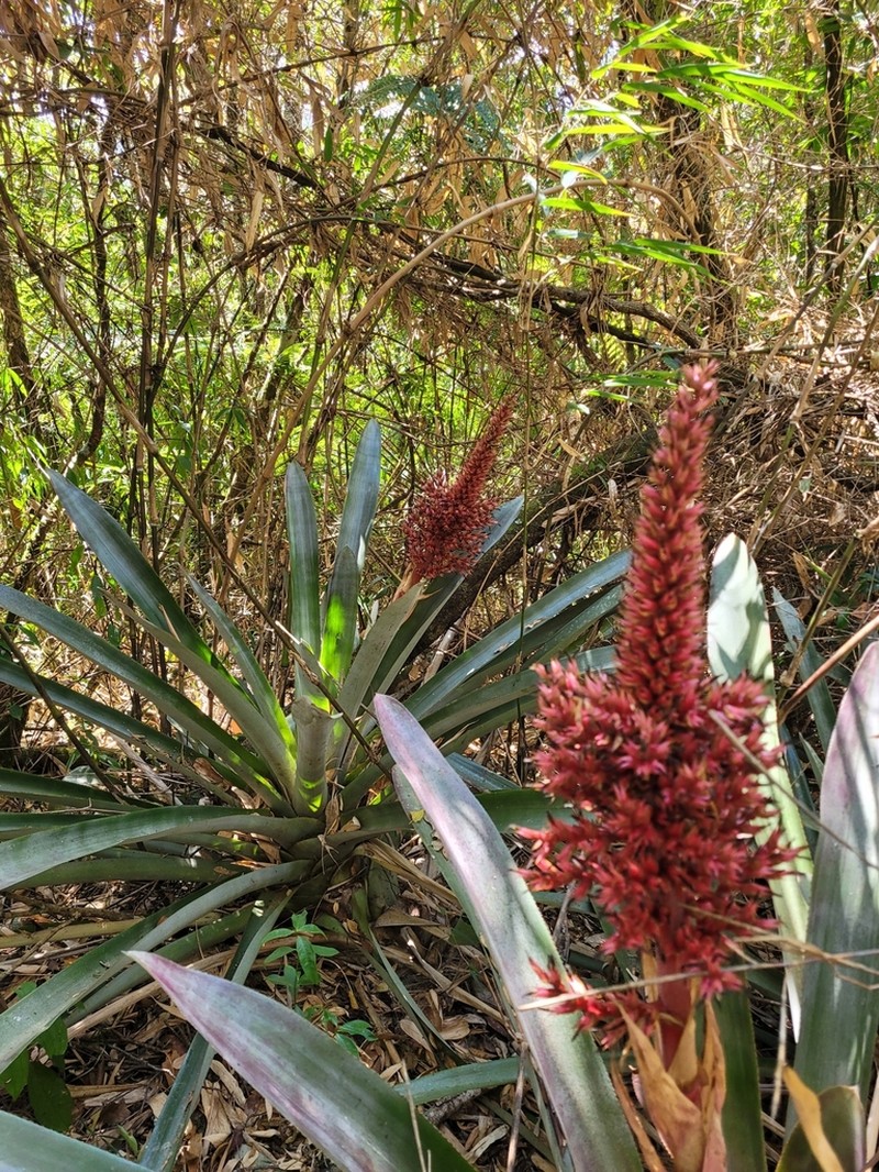 Aechmea aiuruocensis photo 6