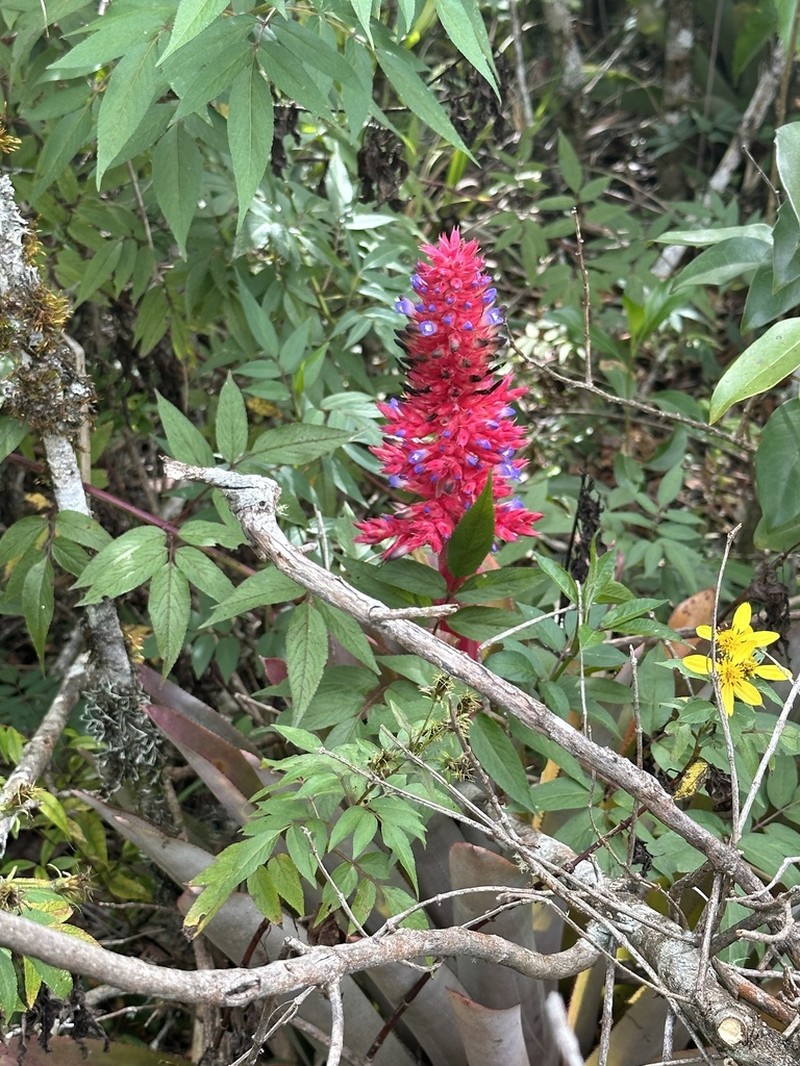 Aechmea aiuruocensis photo 7