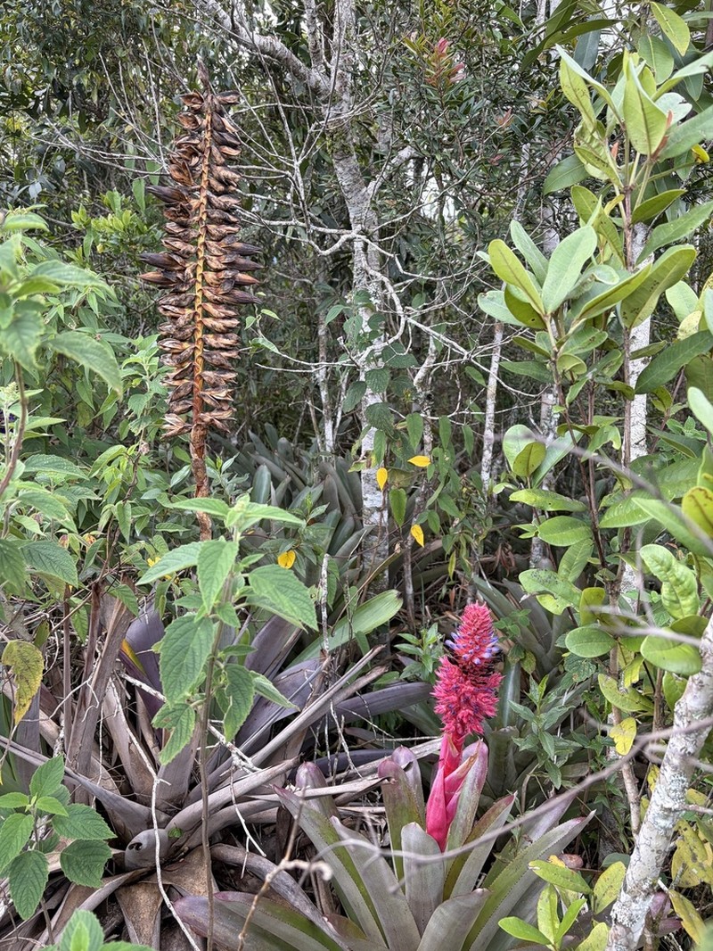 Aechmea aiuruocensis photo 8