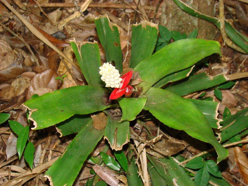 Aechmea alba photo 2