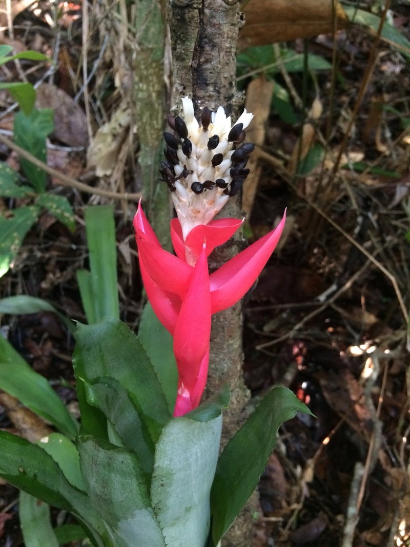 Aechmea alba photo 3