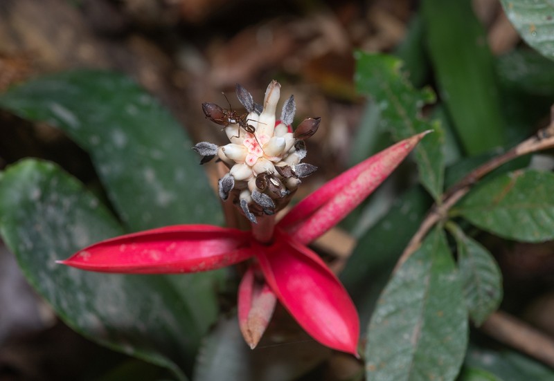 Aechmea alba photo 4