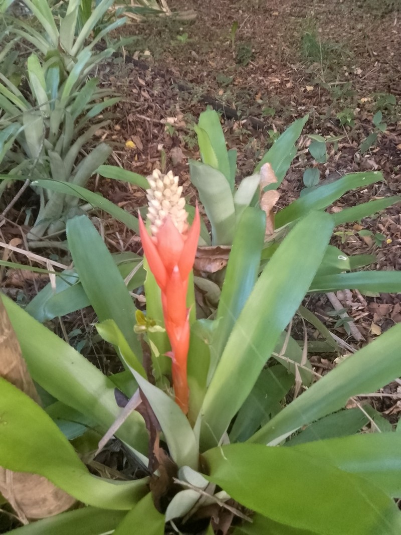 Aechmea alba photo 5