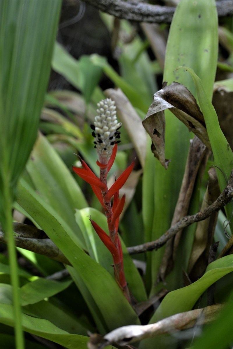 Aechmea alba photo 6
