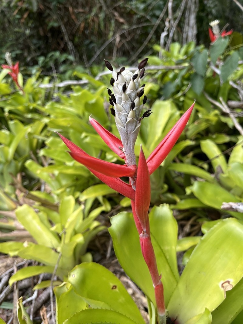 Aechmea alba photo 7