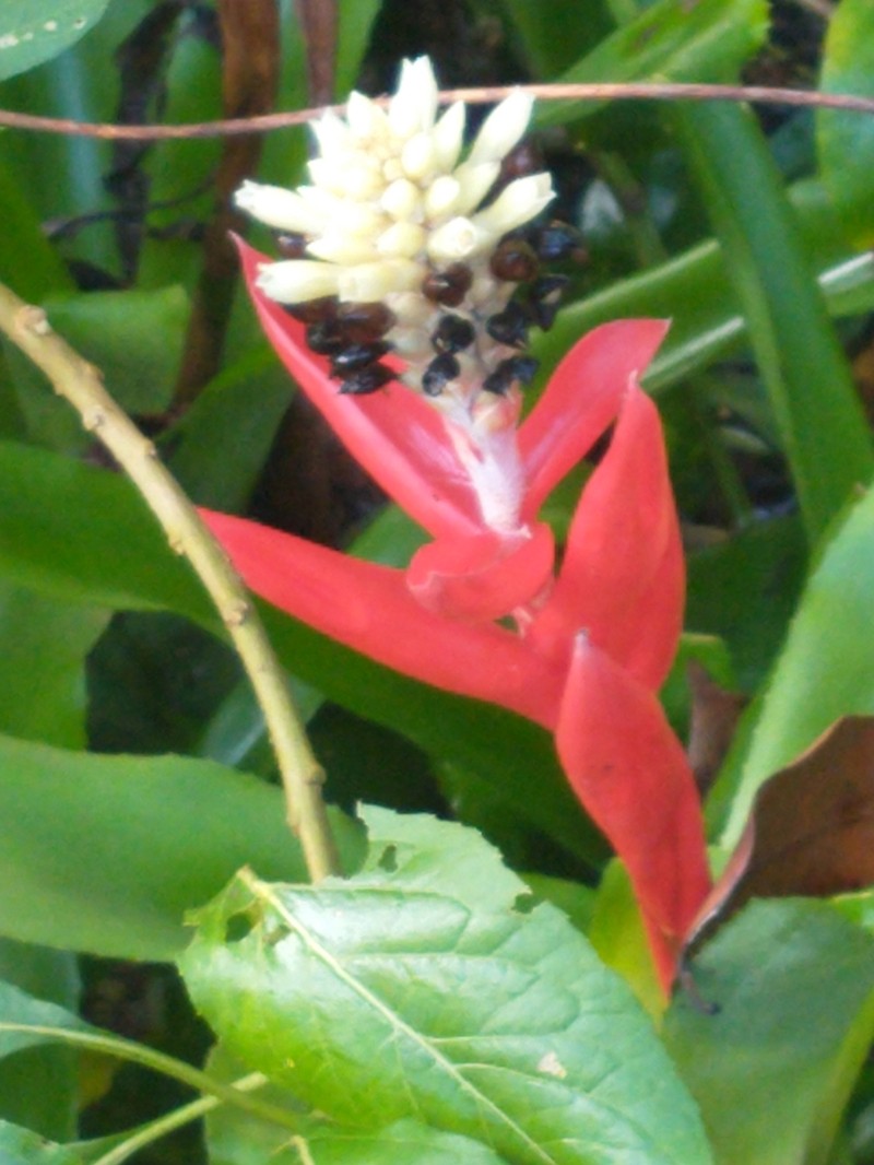 Aechmea alba photo 8