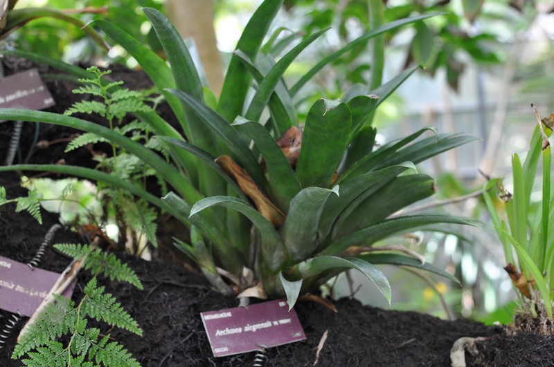Aechmea alegrensis