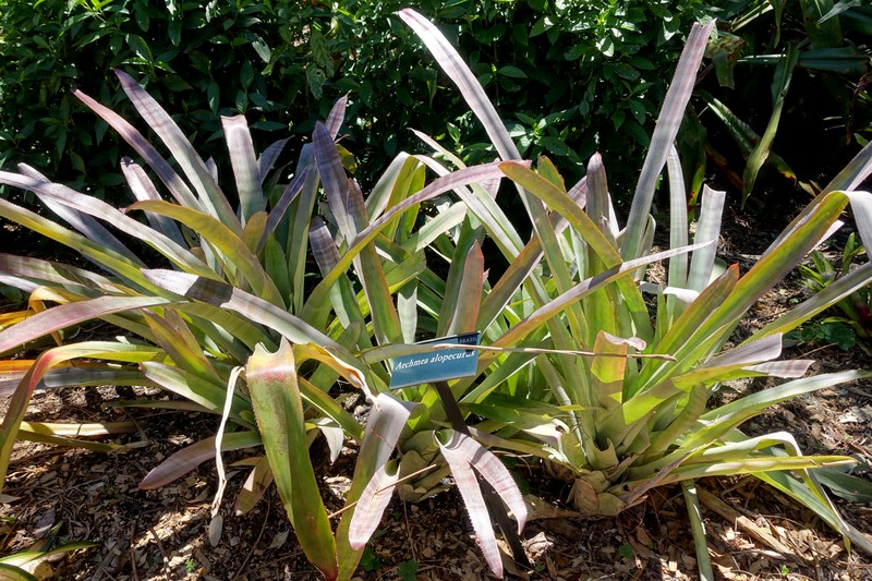 Aechmea alopecurus