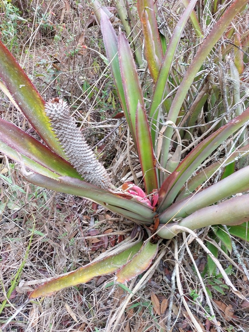 Aechmea alopecurus photo 2