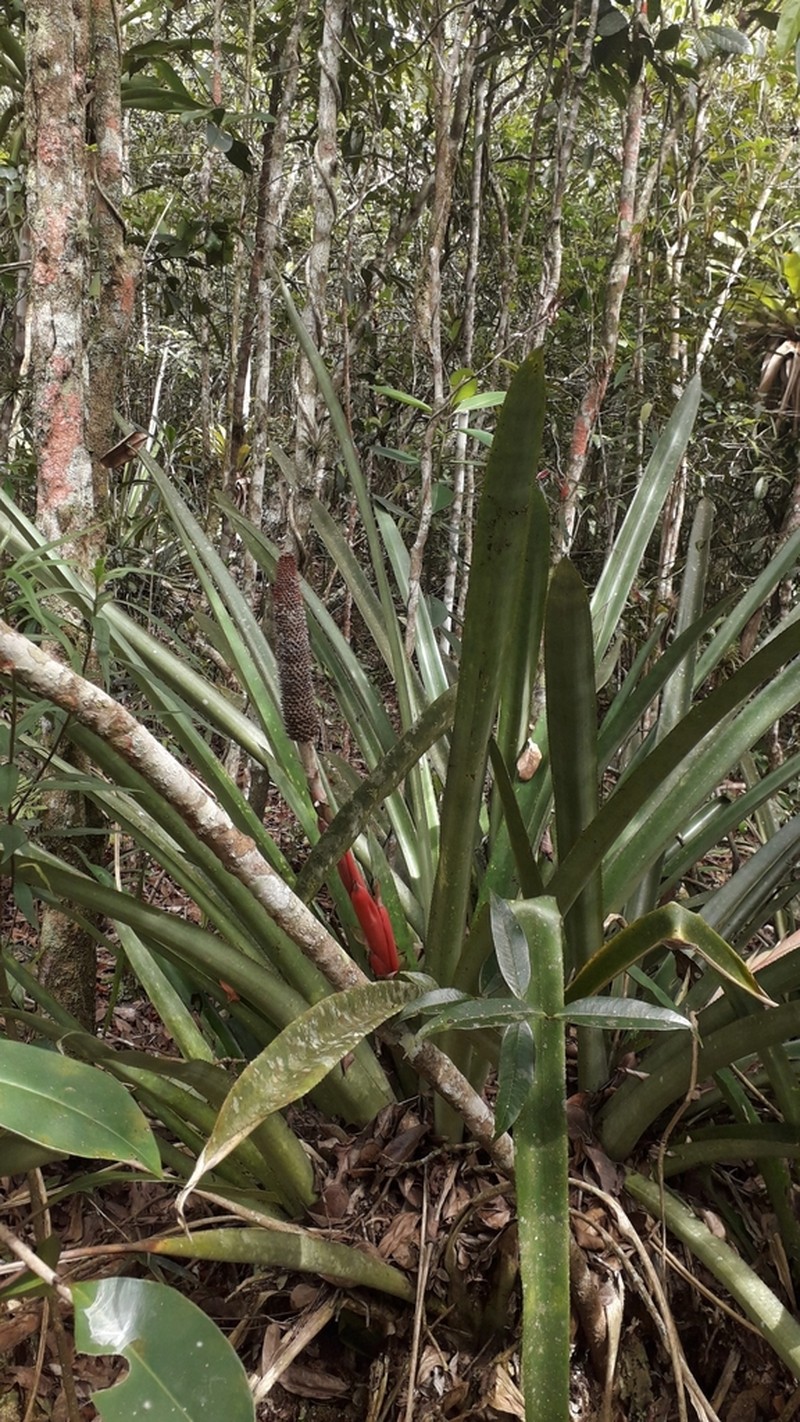 Aechmea alopecurus photo 3