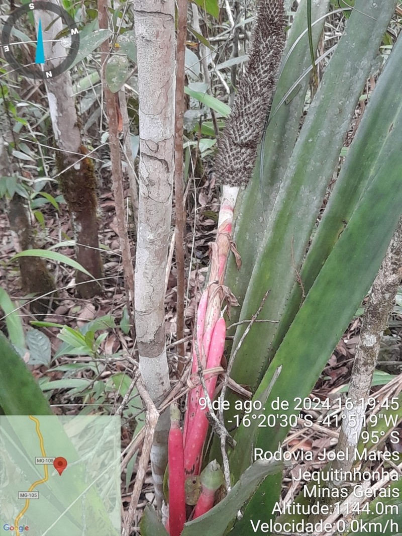 Aechmea alopecurus photo 4