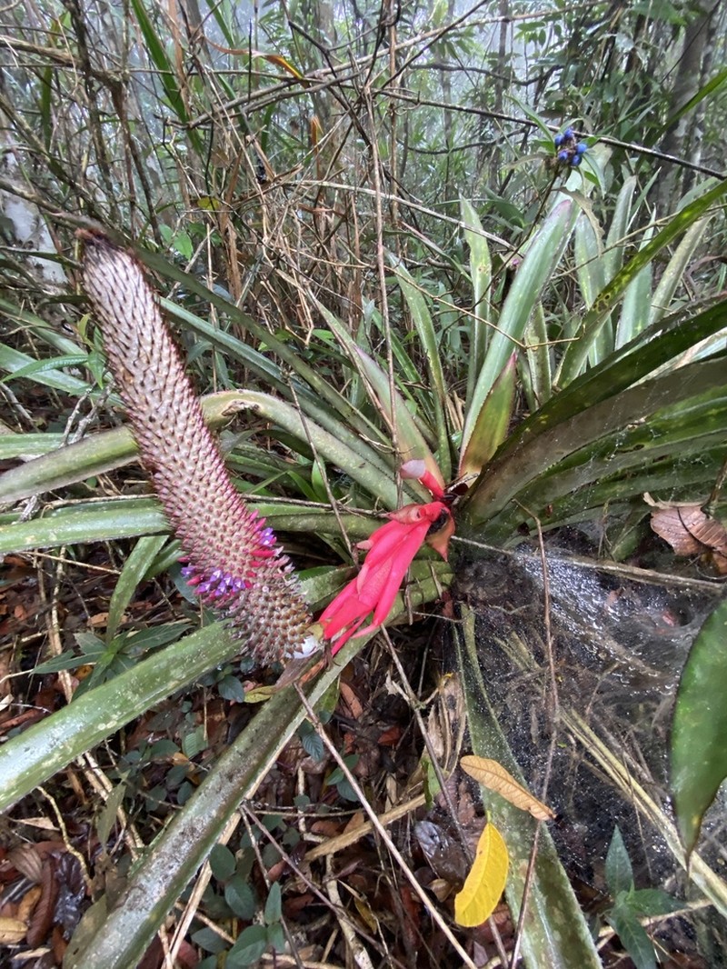 Aechmea alopecurus photo 5
