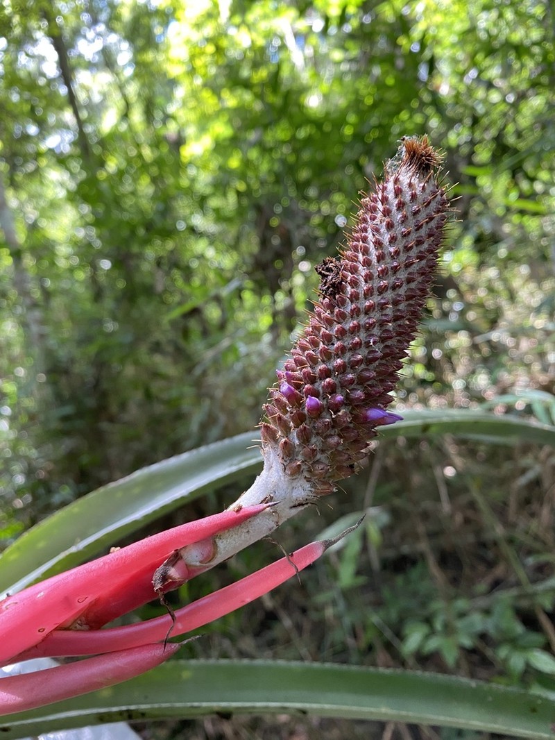 Aechmea alopecurus photo 6