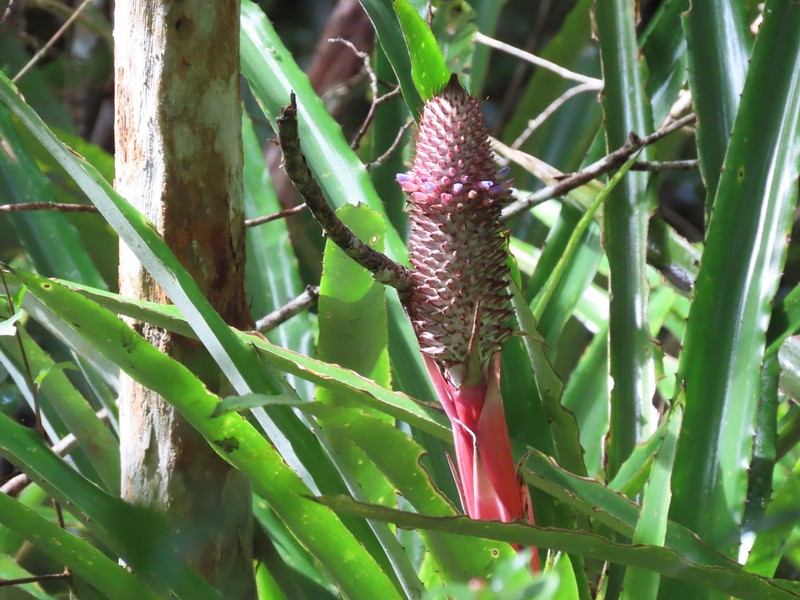 Aechmea alopecurus photo 7