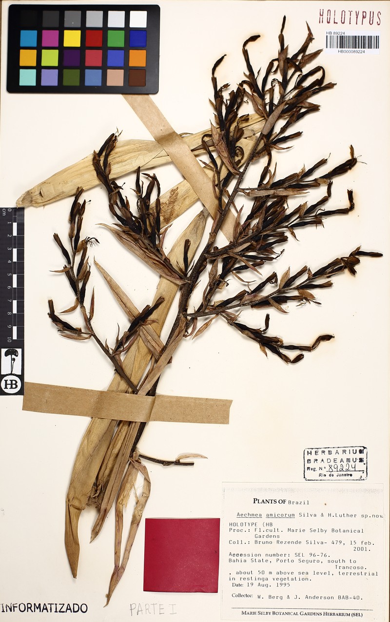 Aechmea amicorum photo 3