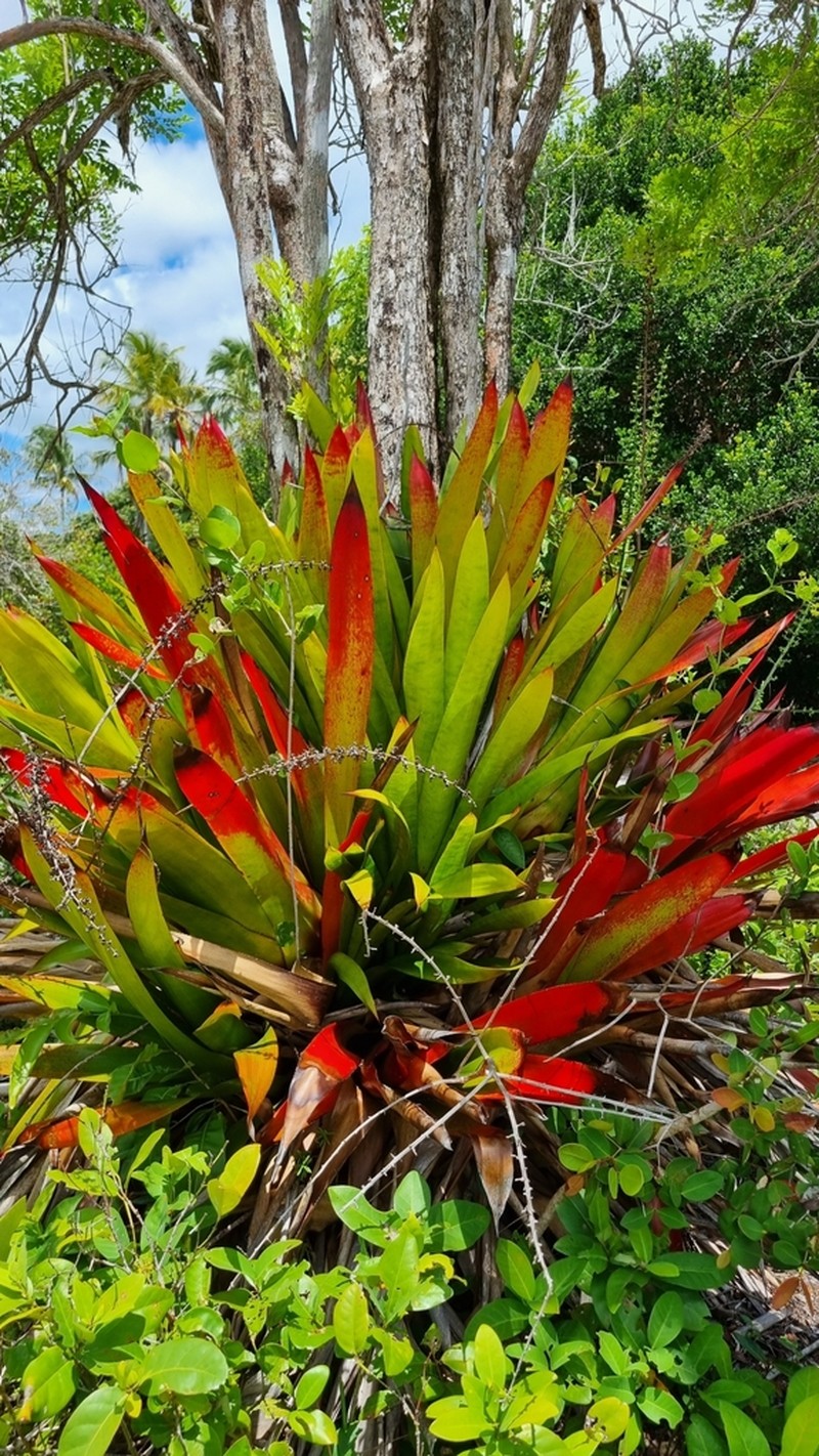 Aechmea ampla photo 2