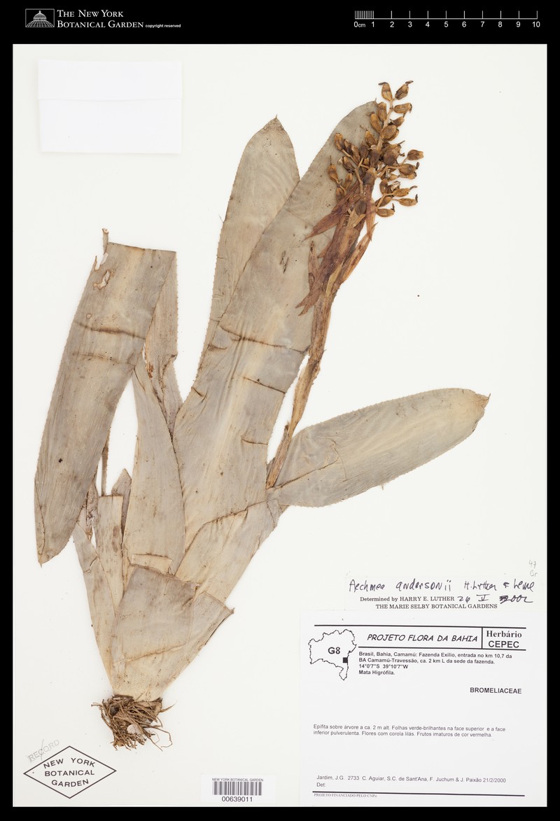 Aechmea andersonii photo 2