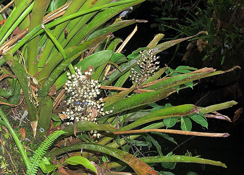 Aechmea angustifolia